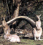 Kangaroos