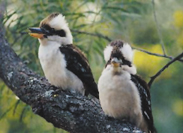 Kookaburras